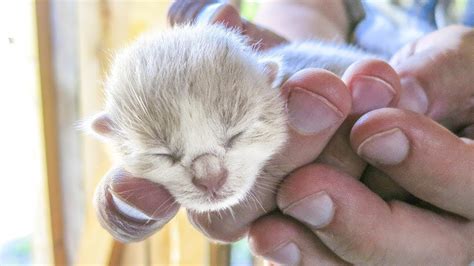 com, a rescue organization that rescues locally and educates globally. . Tiny kitten youtube